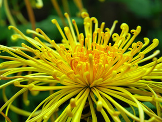 Japanese chrysanthemum of various colors known as spider