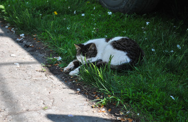 Obraz na płótnie Canvas cat lies in the shade on green grass