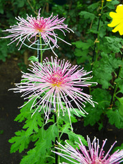 Japanese chrysanthemum of various colors known as spider