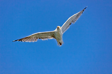 Beautiful seagull against the sky