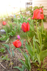 field flowers red tulip. Beautiful nature scene with blooming red tulip/ Spring background. Beautiful meadow.