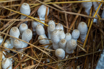 Fresh termite mushroom growing from the soil in the green forest. Termite Hill mushroom (small). Class: Homobasidiomycetes .Fresh Termite mushroom for cooking. Termite Mushroom Grow on fram.