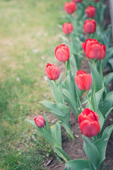 field flowers tulip. Beautiful nature scene with blooming red tulip in sun flare/row red tulips. Spring flowers. Beautiful meadow. Spring background