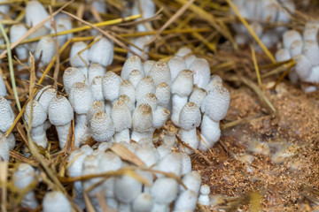 Fresh termite mushroom growing from the soil in the green forest. Termite Hill mushroom (small). Class: Homobasidiomycetes .Fresh Termite mushroom for cooking. Termite Mushroom Grow on fram.