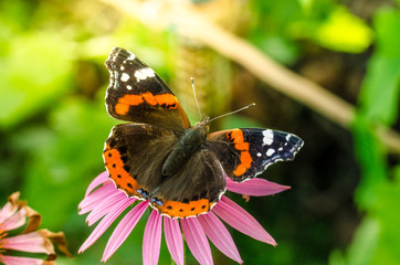 butterfly sit on a beautiful pink flower echinacea/beautiful bright motley butterfly sits on an unusual flower echinacea in a summer park