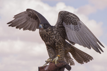 hawk