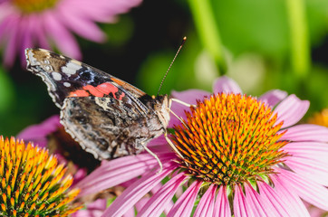 butterfly sit on a beautiful pink flower/beautiful bright motley butterfly sits on a flower. Beautiful wildlife background