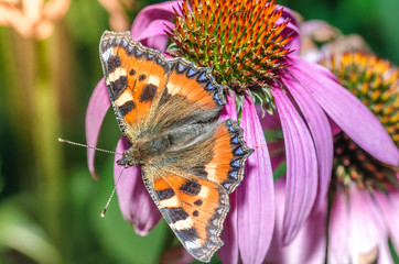 admiral butterfly sitting on a pink echinacea flower/butterfly sit on a beautiful pink flower