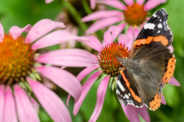 butterfly sit on a beautiful pink flower echinacea/beautiful bright motley butterfly sits on an unusual flower echinacea in a summer park