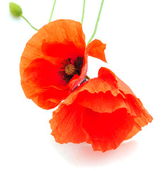 Red poppy flower.