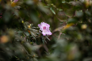 Nice Azalea flowers in garden nature flora macro photography