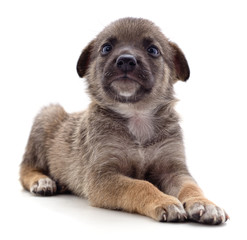 Brown beautiful puppy.