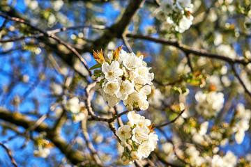 Cherry blossoms in bloom with blurred background.