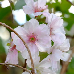 pink flowers of apple tree