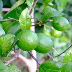 lemons on the tree