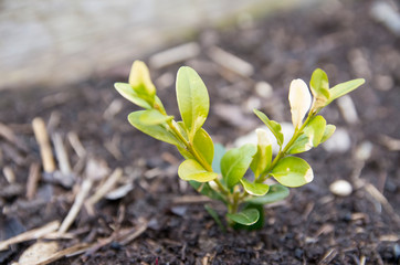 small plant of hedge planted in the garden