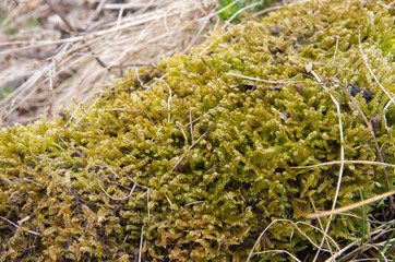 close up moss detail. green concept