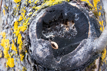 Tree eye in the bark of an old tree with yellow moss