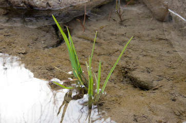 grass strands raised in water