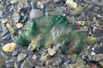 surface of a small river with rocks and green