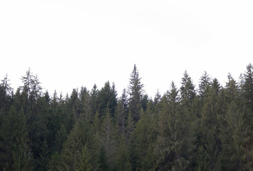  fir trees with white background