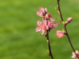 peach tree flowers prunus persica rosaceae