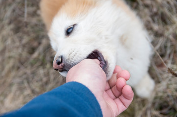 Small happy dog playing with hand
