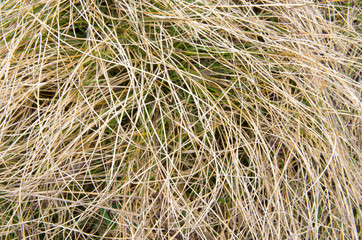 Details Of Dry Grass texture