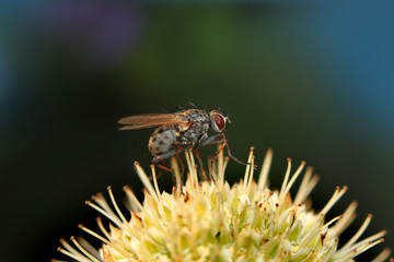 Extreme close up shot of a fly on the plant