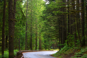 Scenic road in North Cascades national forest