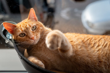 gato atigrado de ojos verdes acostado en una hamaca junto a la ventana, levanta las patas y mira a...