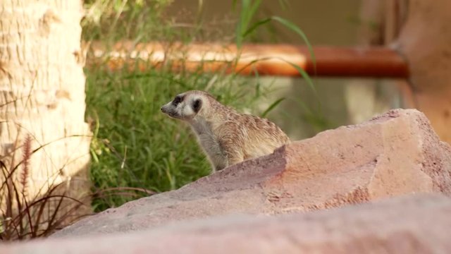 Funny animal meerkat in the zoo.