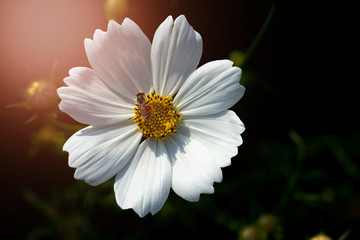 Obraz premium white flower on green background
