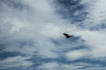 Fototapeta na wymiar Big bird flying against cloudy blue sky