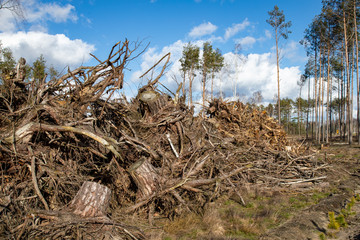 A large pile of pine tree branches. Firewood prepared for export from the forest.
