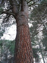 Fototapeta premium tree in the forest