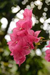 Pink flowers of a bougainvillea plant in the garden