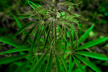  marijuana  background. bush cannabis.