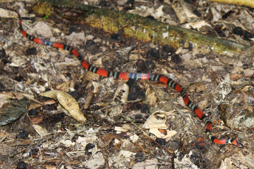 Coral Snake