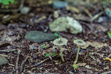 Mushrooms growing up in a forest ground