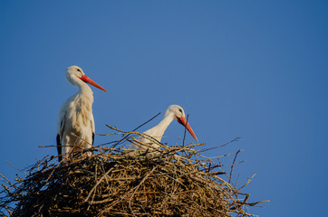 Pair of isolated storks in the nest, in a day with blue sky. Ciconia Ciconia.