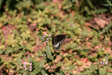 Butterfly collect a pollen from flowers in meadow at sunny summer day