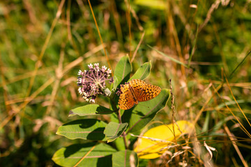 Butterfly collect a pollen from flowers in meadow at sunny summer day