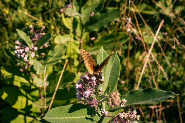 Butterfly collect a pollen from flowers in meadow at sunny summer day