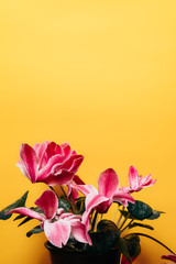Pink cyclamen on a yellow background. Copyspace.