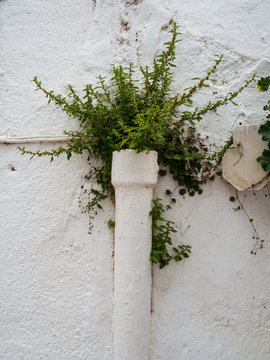 naturaleza viva