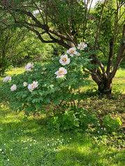 Bush of blooming white tree-shaped Chinese peonies