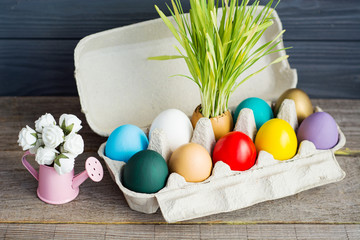 Easter colored eggs in egg tray, young wheat sprouts from the shell, Happy Easter Wishes card