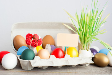 Easter colored eggs in egg tray, young wheat sprouts from the shell, Happy Easter Wishes card