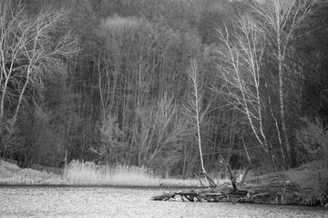 black and white landscape of forest and lake